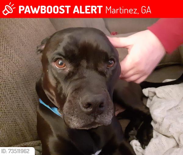 Lost Male Dog last seen Haley Road and Old Evans, Martinez, GA 30907