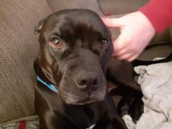 Lost Male Dog last seen Haley Road and Old Evans, Martinez, GA 30907