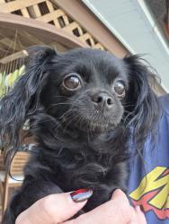 Reunited Female Dog last seen Lyman Ave Winter Park, Winter Park, FL 32789