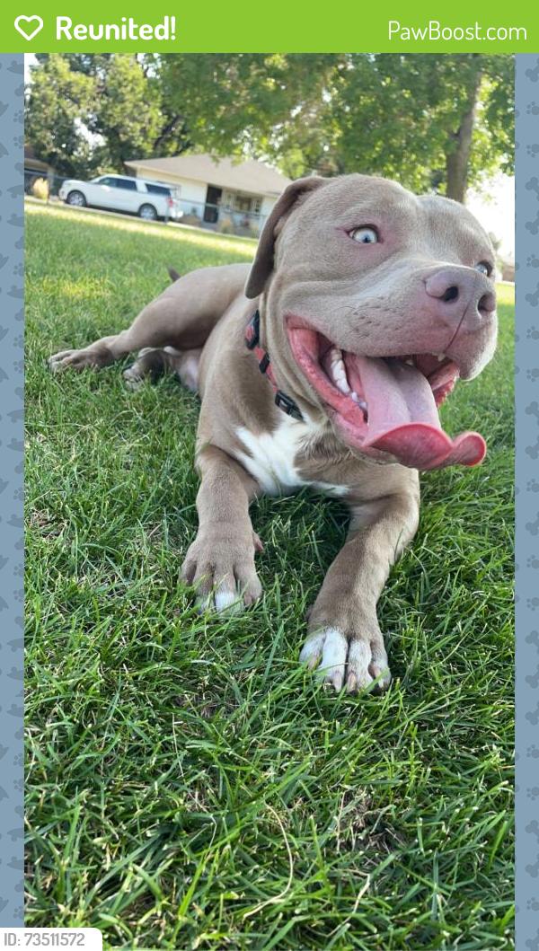 Reunited Male Dog last seen Eppinger and Palo Verde St., Thornton, CO 80229