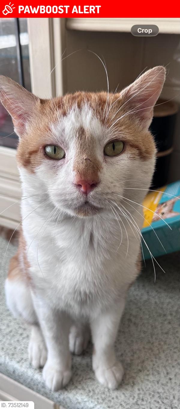 Lost Male Cat last seen Lynmouth Gardens. lynmouth Avenue, Salcome Avenue, Garth Road, Greater London, England 