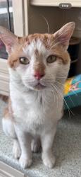 Lost Male Cat last seen Lynmouth Gardens. lynmouth Avenue, Salcome Avenue, Garth Road, Greater London, England 