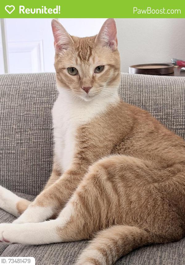 Reunited Male Cat last seen Scone Lane and Cupar Lane in back of Bauer Park Neighborhood, Huntington Beach, CA 92646