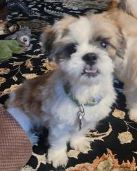 Reunited Male Dog last seen East Goshen Park, Malvern, PA 19355