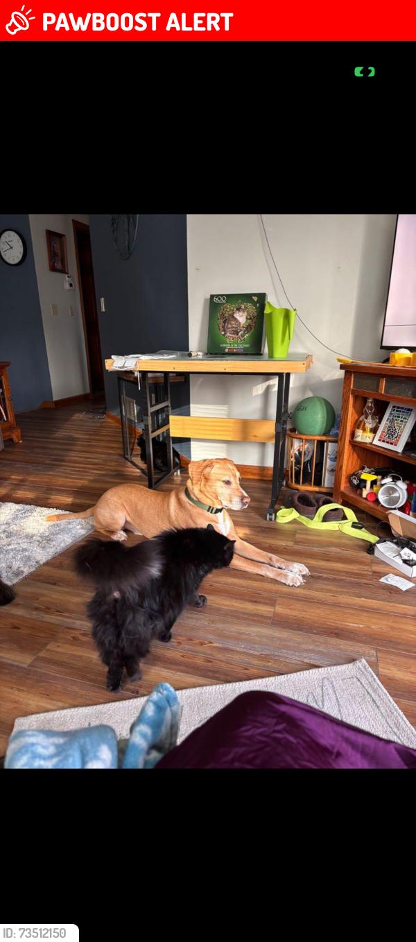 Lost Female Cat last seen Holloway and South, North Saint Paul, MN 55109