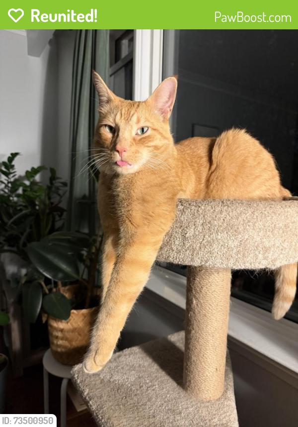 Reunited Male Cat last seen Mimico Go Station, Toronto, ON M8Y 2W4