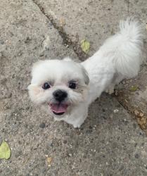 Reunited Male Dog last seen Near Eastern Ave, Indianapolis, IN 46201, USA, Indianapolis, IN 46201