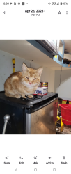 Lost Male Cat last seen Not sure where he was dropped off or kicked out, Saint Paul, MN 55101