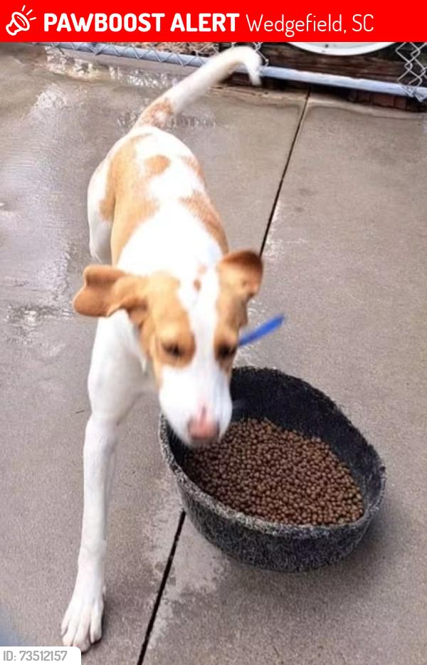 Lost Female Dog last seen Near Manchester, Pointsett and Sparkleberry, Wedgefield, SC 29168