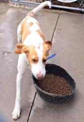 Lost Female Dog last seen Near Manchester, Pointsett and Sparkleberry, Wedgefield, SC 29168