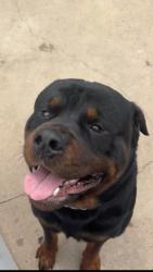 Reunited Male Dog last seen Perdue Dr / Longleaf Dr, Garland, TX 75042