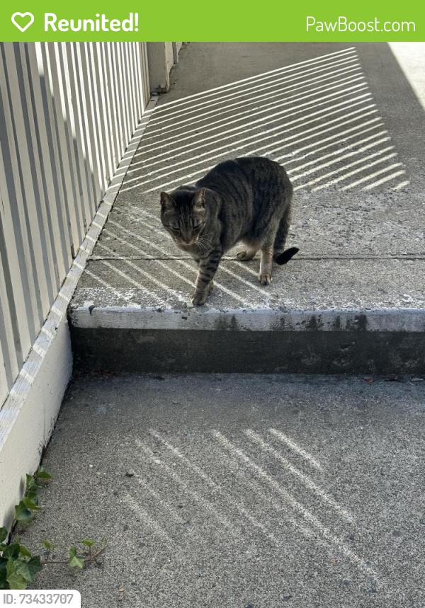 Reunited Unknown Cat last seen Within University Glen apmt complex, University Place, WA 98466