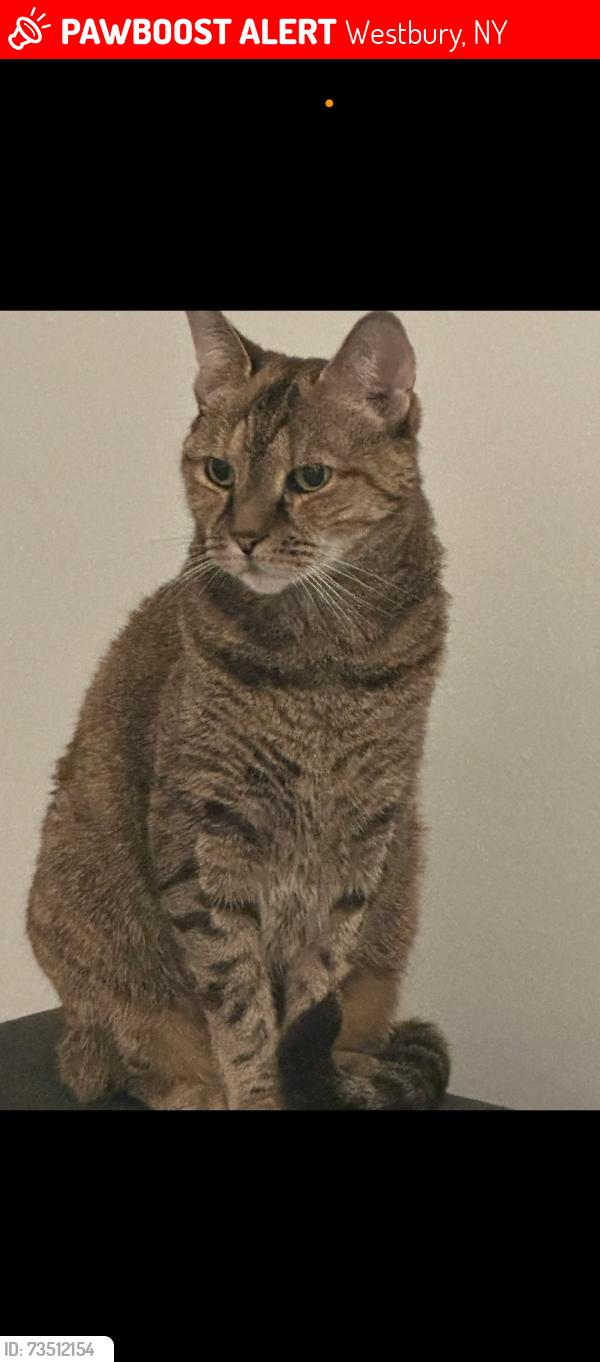 Lost Female Cat last seen Near Kohl's on Jericho Turnpike, Jericho, NY 11753, Jericho, NY 11753