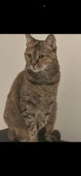 Lost Female Cat last seen Near Kohl's on Jericho Turnpike, Jericho, NY 11753, Jericho, NY 11753