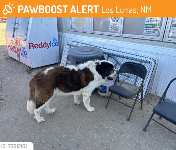 Found/Stray Male Dog last seen Star Light Solar Energy Center off Hunan Ranch Rd, Los Lunas, NM 87031