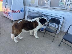 Found/Stray Male Dog last seen Star Light Solar Energy Center off Hunan Ranch Rd, Los Lunas, NM 87031