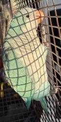 Found/Stray Unknown Bird last seen Port St Lucie, Port St. Lucie, FL 34986