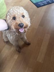 Reunited Female Dog last seen Central and maize, Wichita, KS 67212
