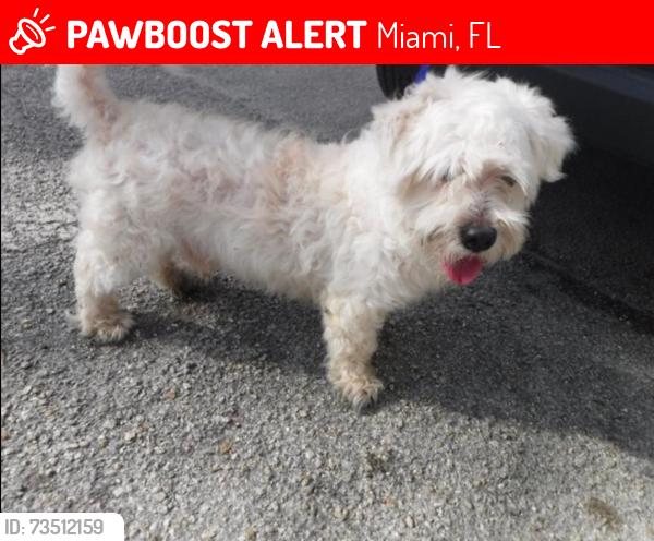 Lost Male Dog last seen Near NW 13TH AVE, Miami, FL 33142