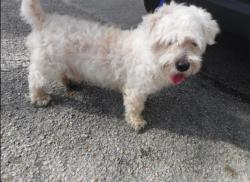 Lost Male Dog last seen Near NW 13TH AVE, Miami, FL 33142