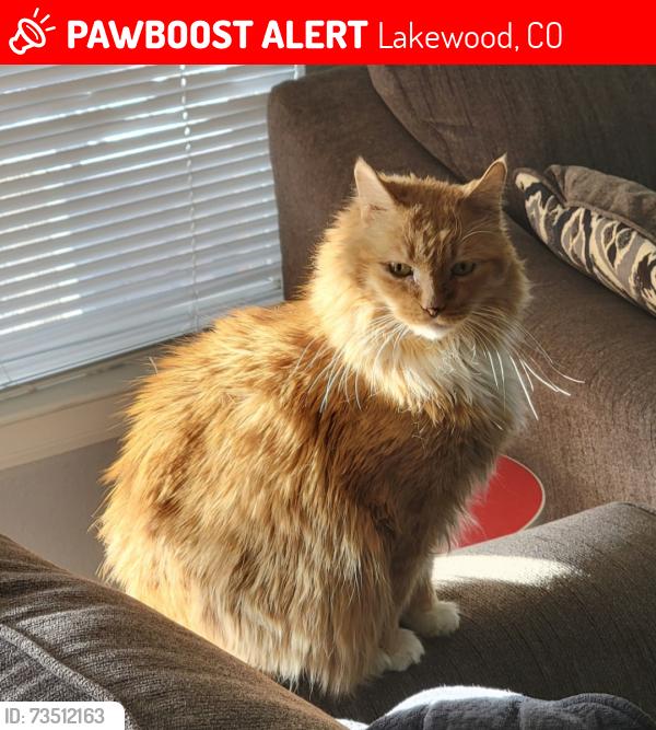 Lost Male Cat last seen Fox hollow apmts, Lakewood, CO 80227