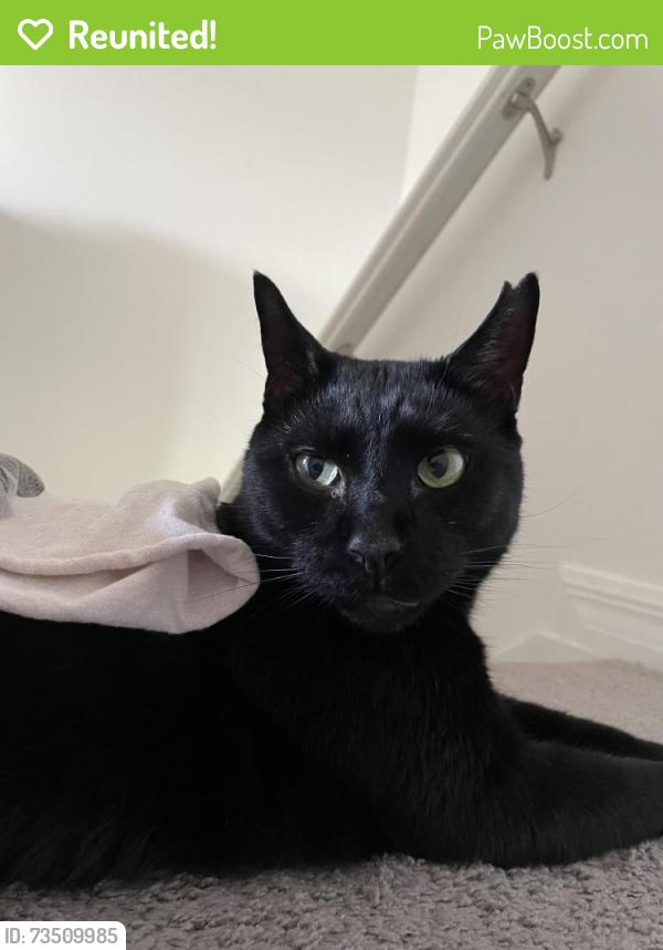 Reunited Male Cat last seen David walker Publix, Tavares, FL 32778