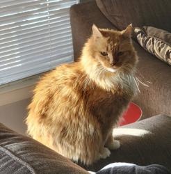 Lost Male Cat last seen Fox hollow apmts, Lakewood, CO 80227