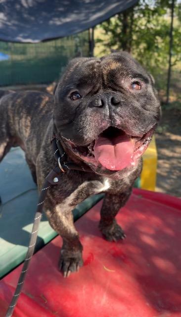 Shelter Stray Male Dog last seen Bexar County, 3353 Morningside Dr, New Braunfels, TX 78132, USA