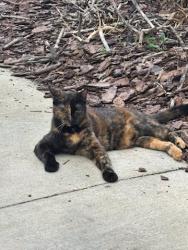 Reunited Female Cat last seen Conway forest, Orlando, FL 32812