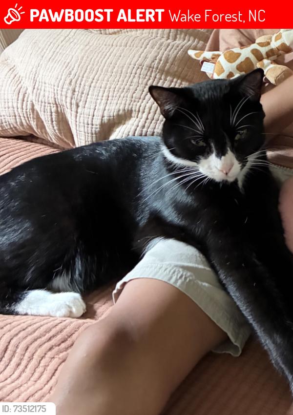 Lost Male Cat last seen Andoversford ct, Wake Forest, NC 27587