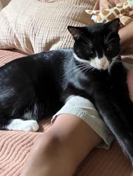 Lost Male Cat last seen Andoversford ct, Wake Forest, NC 27587