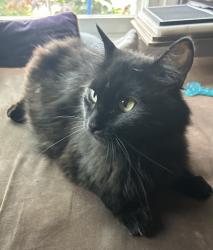 Reunited Female Cat last seen 96th and Village Way, Indianapolis, IN 46256