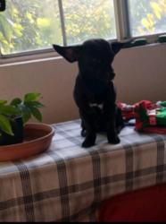 Reunited Male Dog last seen Howe Ave, Sacramento, CA, USA, Sacramento, CA 95825