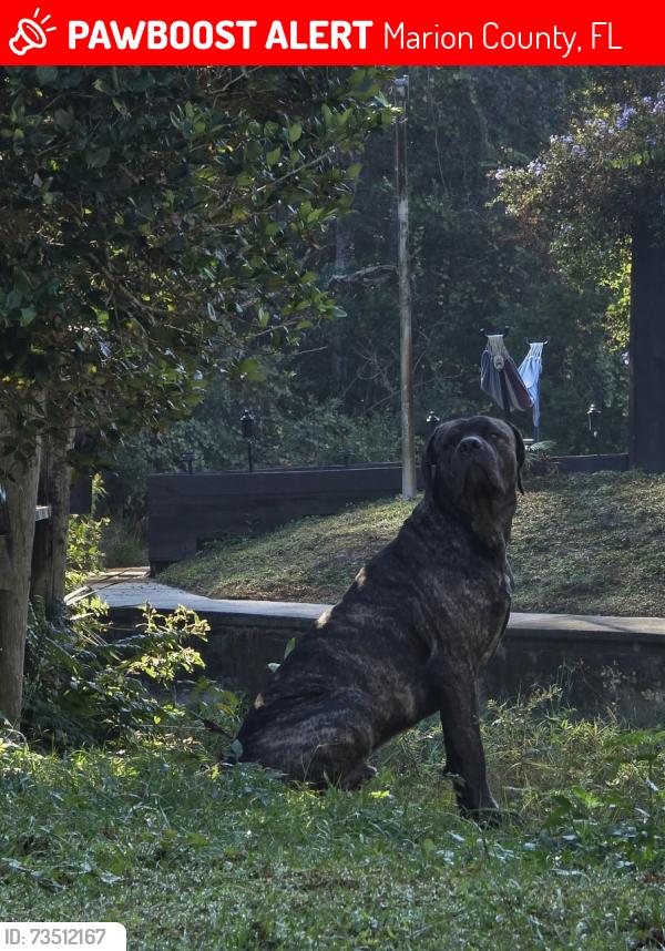 Lost Male Dog last seen 108th Terrace, Timucuan and Sunset Harbor Rd, Marion County, FL 34491