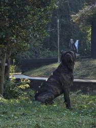 Lost Male Dog last seen 108th Terrace, Timucuan and Sunset Harbor Rd, Marion County, FL 34491