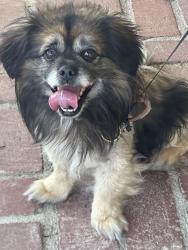 Found/Stray Male Dog last seen Burtonwood ave thousand oaks, Thousand Oaks, CA 91360