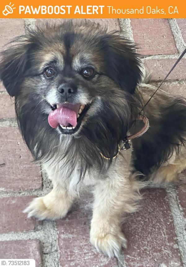 Found/Stray Male Dog last seen Burtonwood ave thousand oaks, Thousand Oaks, CA 91360