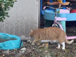Found/Stray Unknown Cat last seen Melrose Ave, Wanaque, NJ 07465