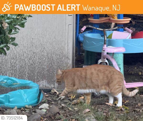 Found/Stray Unknown Cat last seen Melrose Ave, Wanaque, NJ 07465
