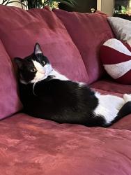 Reunited Male Cat last seen 11th & Porter St, Philadelphia, PA 19148