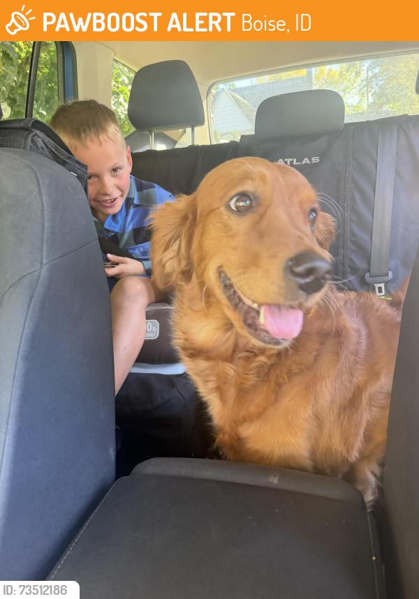 Found/Stray Female Dog last seen Near w Kootenai street, Boise, ID 83705