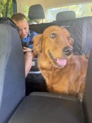 Found/Stray Female Dog last seen Near w Kootenai street, Boise, ID 83705