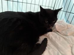Found/Stray Male Cat last seen Arlington Tx, Salton Lane 76017, Arlington, TX 76001