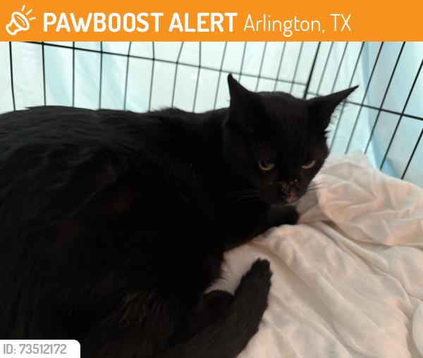 Found/Stray Male Cat last seen Arlington Tx, Salton Lane 76017, Arlington, TX 76001