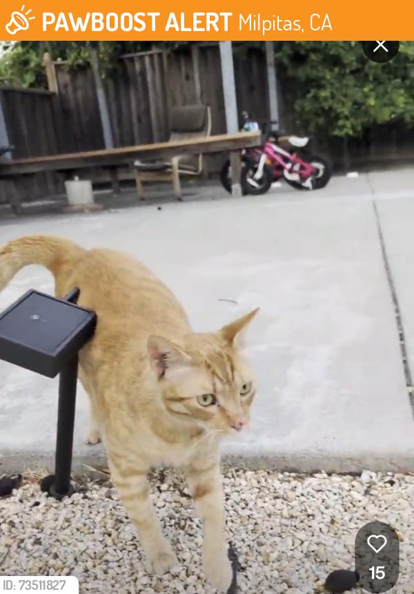 Found/Stray Male Cat last seen Los Pinos Ave Milpitas, Milpitas, CA 95035