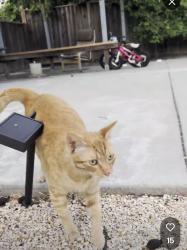 Found/Stray Male Cat last seen Los Pinos Ave Milpitas, Milpitas, CA 95035