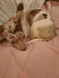 Lost Male Dog last seen Bloomingdale and Amberwood Drive, Riverview, FL 33578