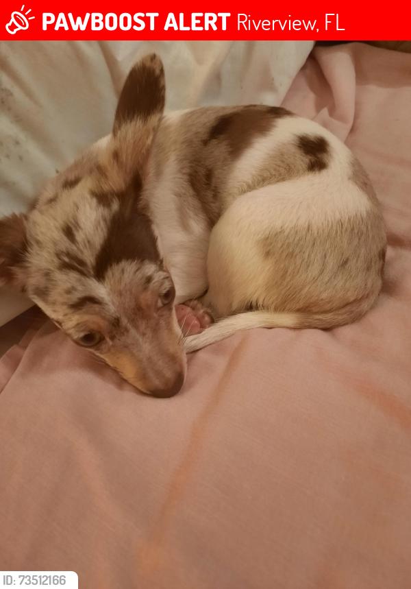 Lost Male Dog last seen Bloomingdale and Amberwood Drive, Riverview, FL 33578