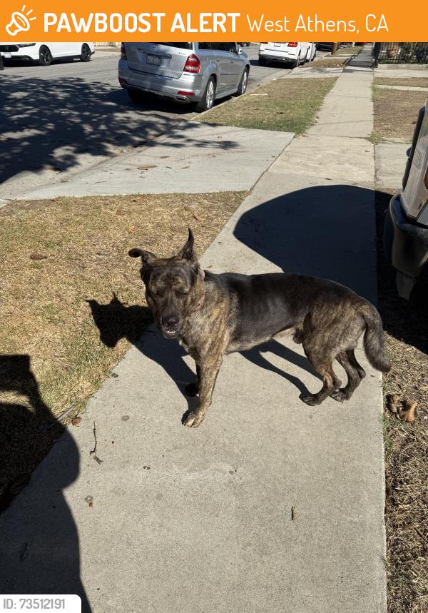 Found/Stray Male Dog last seen Broadway and El Segundo, West Athens, CA 90044