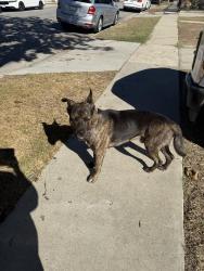 Found/Stray Male Dog last seen Broadway and El Segundo, West Athens, CA 90044